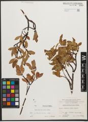 Foto von Salix waldsteiniana Willd.